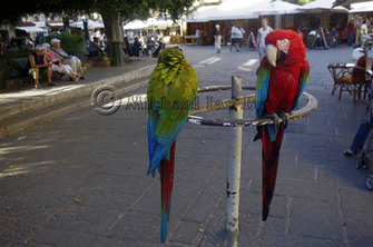 Macaws at Rhodes